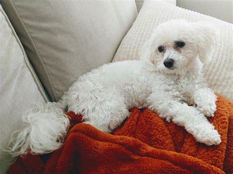 bichon maltese puppies.